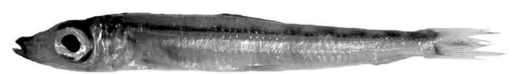 Glossanodon leioglossus_03.jpg